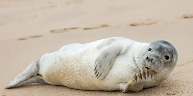 A grey seal pup resting on a sandy Norfolk beach